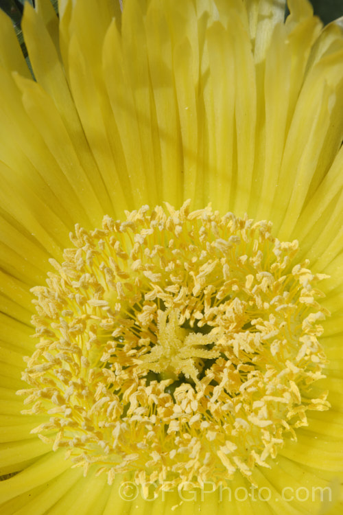 Closeup of the flower of the Hottentot. Fig or Iceplant (<i>Carpobrotus edulis</i>), a South African succulent that has naturalised in many areas, particularly near the coast. Its flowers are followed by edible watery fruit