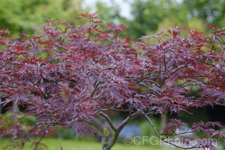 Late spring foliage of a Japanese Maple (<i>Acer palmatum</i>) cultivar. This widely cultivated 8m tall deciduous tree from Japan and Korea is available in many highly variable garden forms. Order Sapindales, Family: Sapindaceae