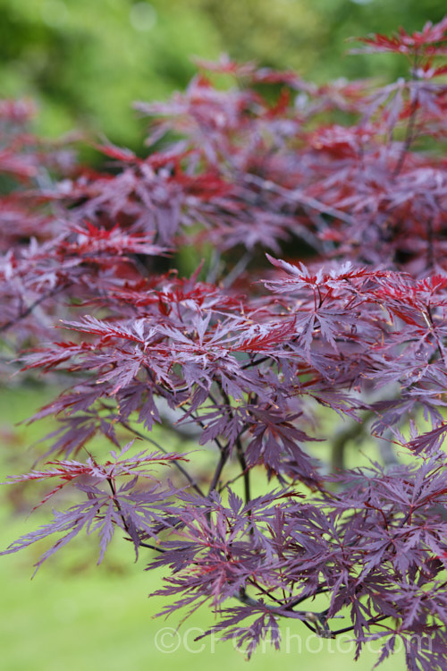 Late spring foliage of a Japanese Maple (<i>Acer palmatum</i>) cultivar. This widely cultivated 8m tall deciduous tree from Japan and Korea is available in many highly variable garden forms. Order Sapindales, Family: Sapindaceae