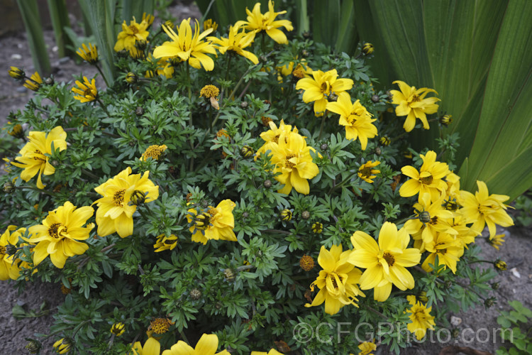 Bidens ferulifolia 'Mexican Gold', a compact, heavy-flowering, long-blooming strain of a low, spreading, perennial daisy native to Mexico