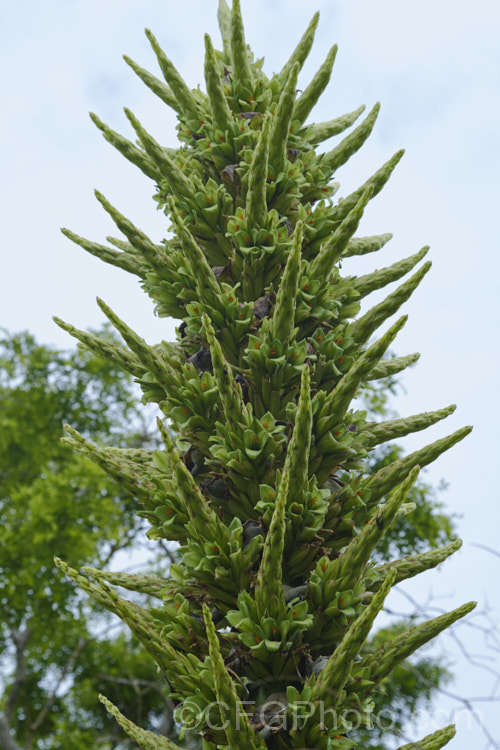 Puya chilensis, a terrestrial bromeliad that forms a dense clump of rosettes of fiercely toothed, narrow, silver-grey leaves covered in fine, dusty scales. Its flower stem is up to 25m tall and the flowers are yellow to light green. The plant is native to dry areas of theChilean. Andes, where it occurs in the Matorral (a. Mediterranean climate area with wet winters and dry summers</i>) at elevations of 300–1000m