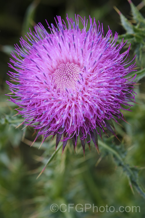 Plumeless Thistle (<i>Carduus acanthoides</i>), biennial Eurasian thistle that has naturalised and become an invasive weed in many temperate areas. It can grow to as much as 2m tall. Order: Asterales, Family: Asteraceae