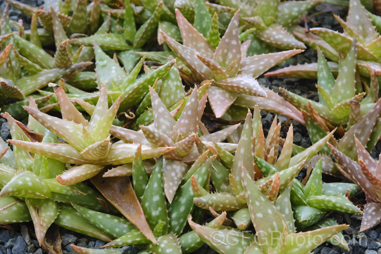 Aloe jucunda, a small, clump-forming succulent native to Somalia. Its white-tipped pink flowers are up to 2cm long and are borne on an unbranched inflorescence around 30cm tall