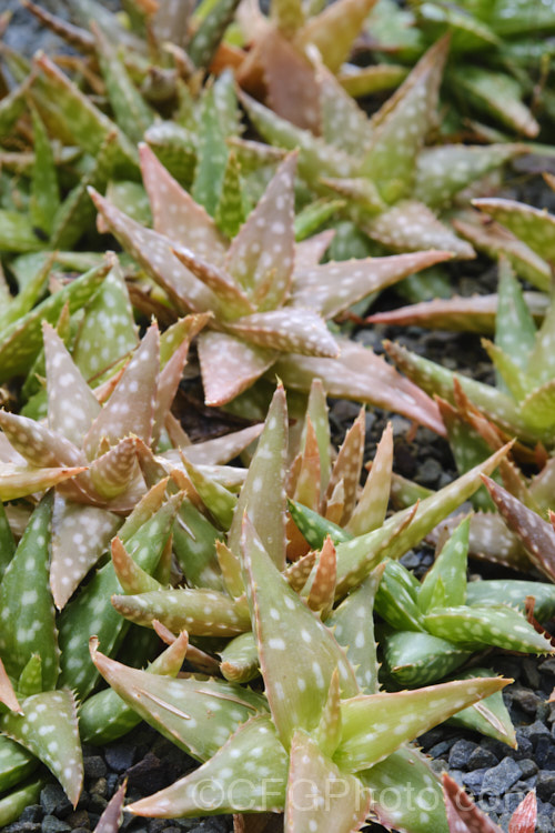 Aloe jucunda, a small, clump-forming succulent native to Somalia. Its white-tipped pink flowers are up to 2cm long and are borne on an unbranched inflorescence around 30cm tall