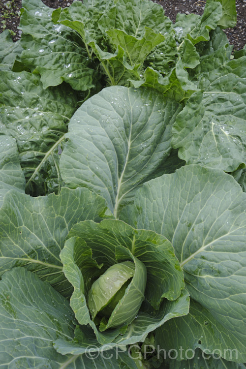 Regular cabbage (<i>Brassica oleracea, Capitata group</i>) with a Savoy cabbage (<i>Brassica oleracea, Capitata Group, Subauda subgroup</i>) behind it. Savoy cabbages are very frost hardy and will mature over winter if planted in late summer