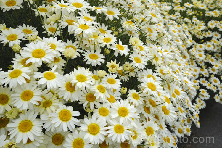 Anthemis tinctoria 'Sauce. Hollandaise', a form of dyers' chamomile that can grow to 90cm high with very finely divided foliage. It flowers very abundantly, with cream to very pale yellow flowerheads around midsummer