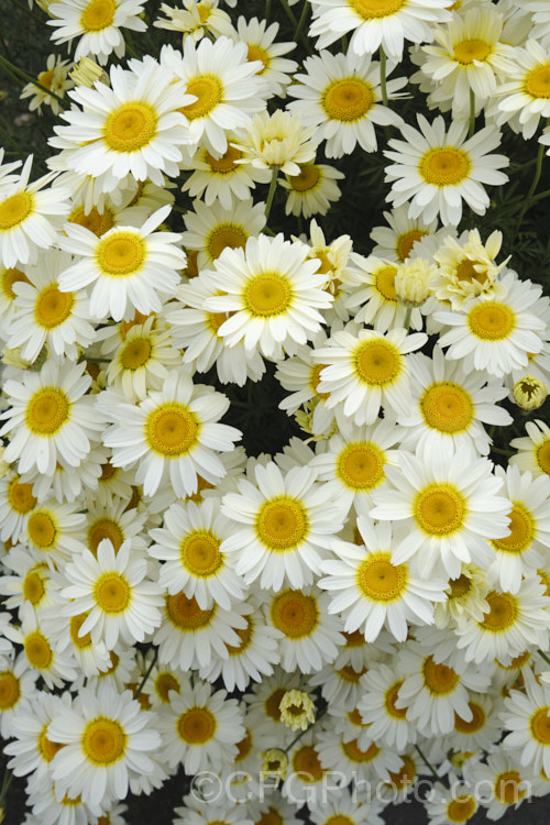 Anthemis tinctoria 'Sauce. Hollandaise', a form of dyers' chamomile that can grow to 90cm high with very finely divided foliage. It flowers very abundantly, with cream to very pale yellow flowerheads around midsummer