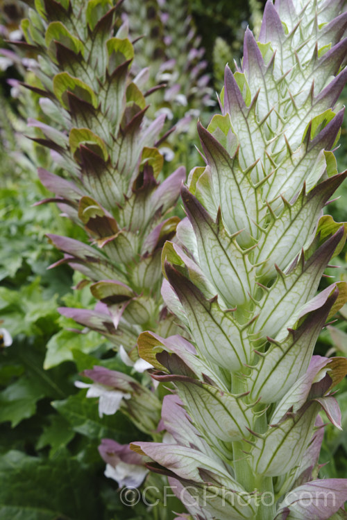 Bear's Breeches (<i>Acanthus mollis</i>), a usually evergreen summer-flowering perennial native to southwest Europe and North Africa. It was often featured in ancient Greek and Roman designs. While a bold architectural plant that certainly has garden merit, it can also be a thuggish weed that is difficult to eradicate. Order: Lamiales, Family: Acanthaceae