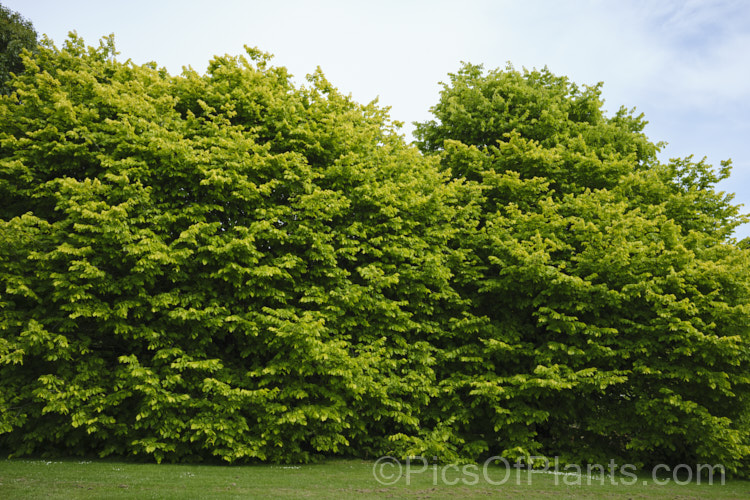 Golden Elm (<i>Ulmus procera 'Louis van Houtte'). This yellow-leafed cultivar is derived from the English elm. Its exact origins are uncertain. It is quite easily confused with the Golden Wych Elm (<i>Ulmus glabra 'Lutescens'), but has smaller, stiffer leaves that become quite green in summer