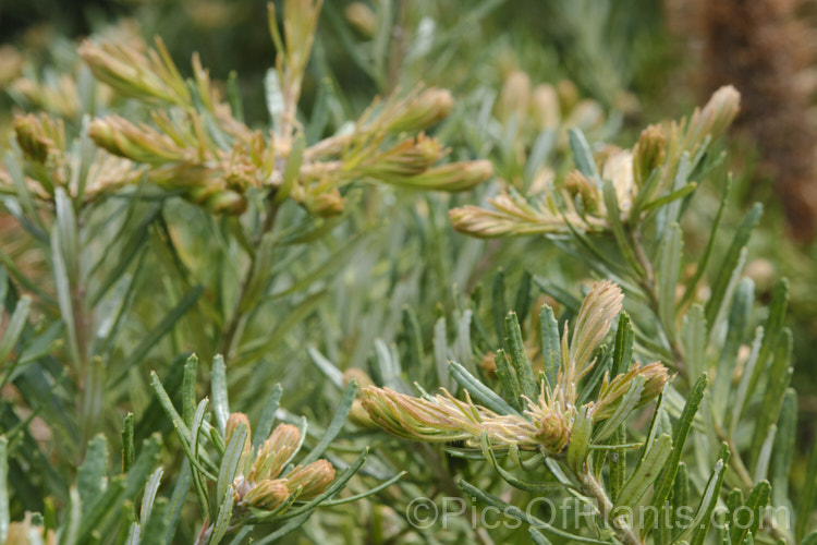 Young growth on Hairpin Banksia (<i>Banksia spinulosa</i>), an evergreen shrub native to the coasts and mountains of eastern Australia. It is quite variable and occurs in several natural varieties and forms. Plants are often low and spreading but may also be erect and well over 2m high and wide