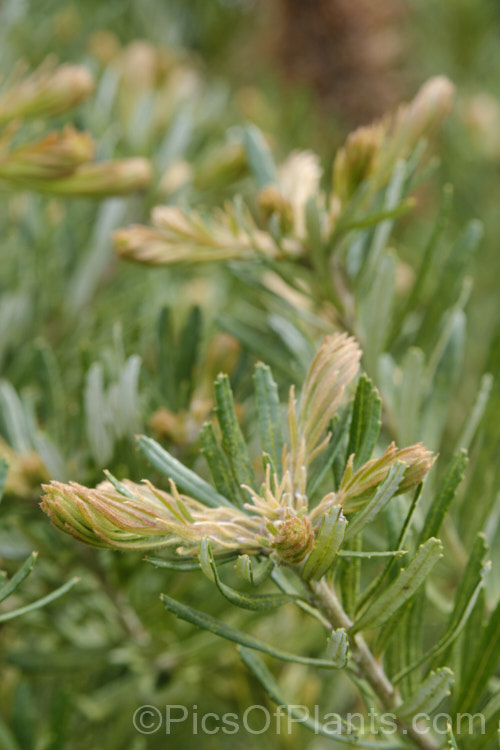 Young growth on Hairpin Banksia (<i>Banksia spinulosa</i>), an evergreen shrub native to the coasts and mountains of eastern Australia. It is quite variable and occurs in several natural varieties and forms. Plants are often low and spreading but may also be erect and well over 2m high and wide