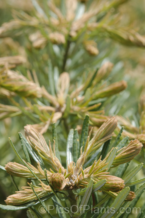 Young growth on Hairpin Banksia (<i>Banksia spinulosa</i>), an evergreen shrub native to the coasts and mountains of eastern Australia. It is quite variable and occurs in several natural varieties and forms. Plants are often low and spreading but may also be erect and well over 2m high and wide