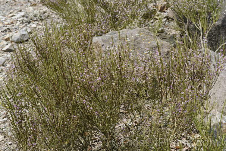 Cromwell Broom (<i>Carmichaelia compacta</i>), a woody, largely leafless shrub native to the schist soils of the river gorges of Central. Otago, New Zealand It grows to around 1m high x 1.2m wide and its minute but intricately marked purple flowers open en-masse in early summer