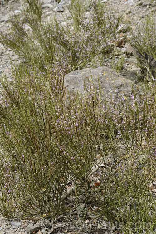 Cromwell Broom (<i>Carmichaelia compacta</i>), a woody, largely leafless shrub native to the schist soils of the river gorges of Central. Otago, New Zealand It grows to around 1m high x 1.2m wide and its minute but intricately marked purple flowers open en-masse in early summer