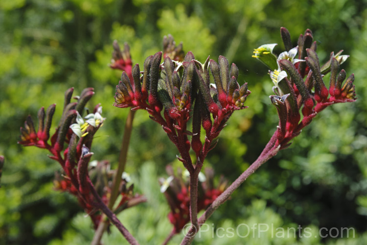 Kangaroo. Paw (<i>Anigozanthos manglesii</i>). This evergreen perennial, like all eleven species in the genus, is a native of Western Australia. Its leaves are around 40cm long and the flower spike is up to 12m tall