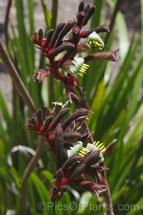 Kangaroo. Paw (<i>Anigozanthos manglesii</i>). This evergreen perennial, like all eleven species in the genus, is a native of Western Australia. Its leaves are around 40cm long and the flower spike is up to 12m tall