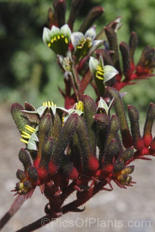 Kangaroo. Paw (<i>Anigozanthos manglesii</i>). This evergreen perennial, like all eleven species in the genus, is a native of Western Australia. Its leaves are around 40cm long and the flower spike is up to 12m tall