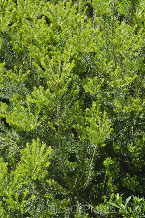 Young growth on Heath-leafed. Banksia (<i>Banksia ericifolia</i>), one of the hardiest banksias, this narrow-leafed shrub grows to 5m tall and is found naturally in coastal parts of New South Wales, Australia. The flowerheads are up to 30cm long and open through the cooler months