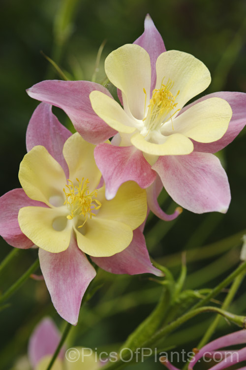 One of the many flower colours of Granny's Bonnet or European Columbine (<i>Aquilegia vulgaris</i>), a spring- to early summer-flowering perennial native to Europe. It grows to around 90cm tall and is the parent of many garden cultivars and hybrids