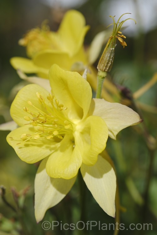 One of the many flower colours of Granny's Bonnet or European Columbine (<i>Aquilegia vulgaris</i>), a spring- to early summer-flowering perennial native to Europe. It grows to around 90cm tall and is the parent of many garden cultivars and hybrids