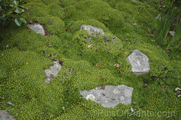 Azorella trifurcata, a cushion-forming evergreen perennial fromChile and Argentina. The small greenish flower heads form in summer but are not really a feature on a plant grown mainly for its contour-hugging form