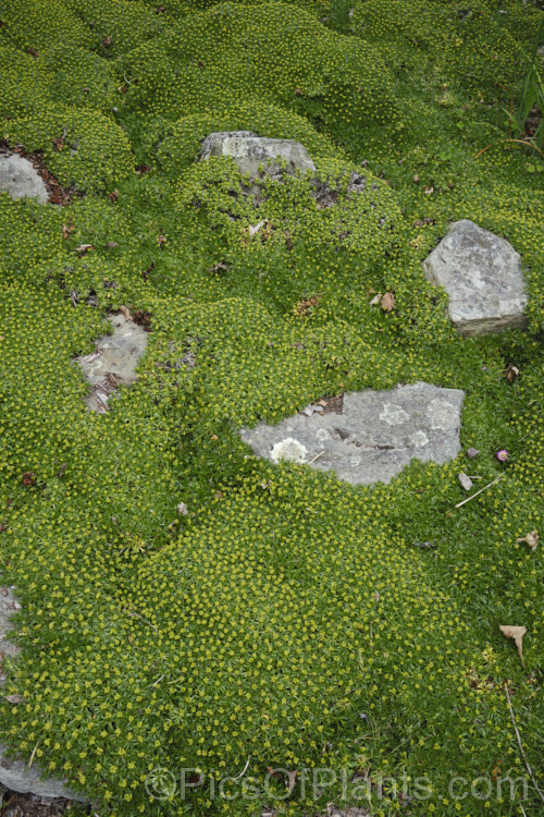 Azorella trifurcata, a cushion-forming evergreen perennial fromChile and Argentina. The small greenish flower heads form in summer but are not really a feature on a plant grown mainly for its contour-hugging form