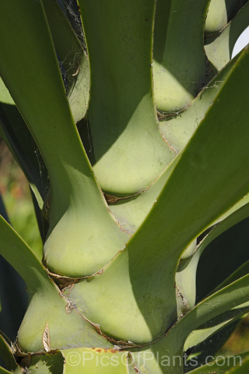 The stem of a young Spineless. Yucca or Giant Yucca (<i>Yucca gigantea [syns. Yucca guatemalensis, Yucca elephantipes]), a spear-leafed, tree-like, woody-stemmed, perennial found in southern Mexico and Central America. It grows to around 9m tall and has white to cream, bell-shaped flowers in summer