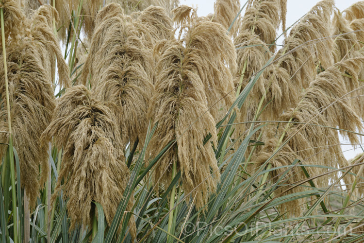 Mountain Toe. Toe (<i>Austroderia fulvida [syn. Cortaderia fulvida]), a 25-35m tall grass native to New Zealand It is superficially similar to the South American pampas grass (<i>Cortaderia selloana</i>) but its flower stems are not as tall, are generally a darker colour, and the plant is not as vigorous