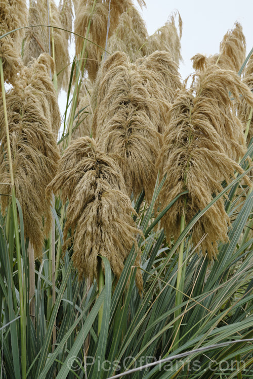 Mountain Toe. Toe (<i>Austroderia fulvida [syn. Cortaderia fulvida]), a 25-35m tall grass native to New Zealand It is superficially similar to the South American pampas grass (<i>Cortaderia selloana</i>) but its flower stems are not as tall, are generally a darker colour, and the plant is not as vigorous