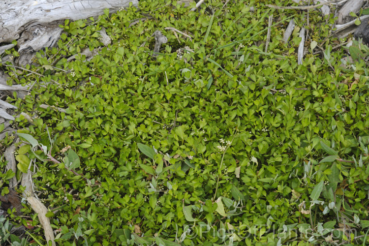 Sea. Parsley or Sea. Celery (<i>Apium prostratum</i>), a low-growing, spreading, evergreen perennial native to coastalAustralia and New Zealand. The leaves are variable in shape, rather succulent and have a celery aroma and flavour. It is edible and can be used for flavouring. The small heads of minute white flowers open in early summer