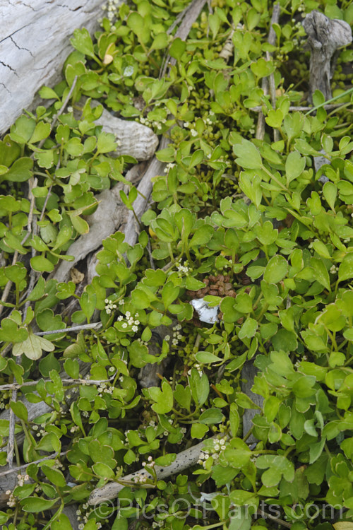 Sea. Parsley or Sea. Celery (<i>Apium prostratum</i>), a low-growing, spreading, evergreen perennial native to coastalAustralia and New Zealand. The leaves are variable in shape, rather succulent and have a celery aroma and flavour. It is edible and can be used for flavouring. The small heads of minute white flowers open in early summer