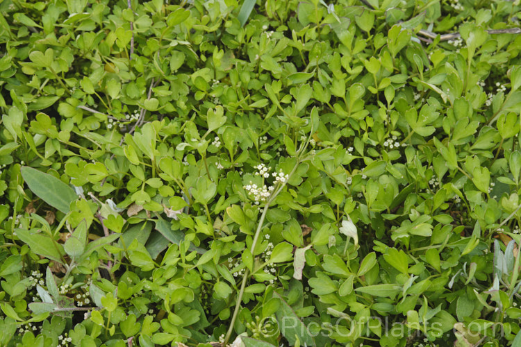 Sea. Parsley or Sea. Celery (<i>Apium prostratum</i>), a low-growing, spreading, evergreen perennial native to coastalAustralia and New Zealand. The leaves are variable in shape, rather succulent and have a celery aroma and flavour. It is edible and can be used for flavouring. The small heads of minute white flowers open in early summer