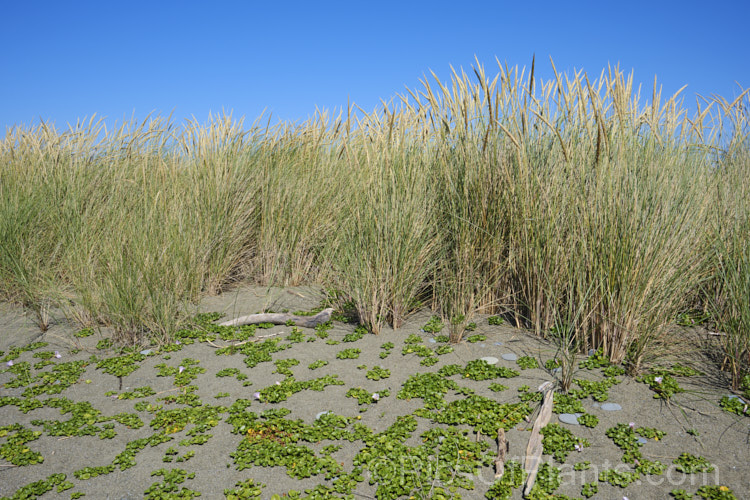 European Marram Grass or European Beach Grass (<i>Ammophila arenaria</i>), a coastal grass that builds and retains sand dunes due to the way it traps sand around the base of the foliage. Its native range is the coastal. North Atlantic but is has been widely introduced in many areas for dune stabilisation. However, its invasive tendencies have given it a bad reputation for displacing native grasses