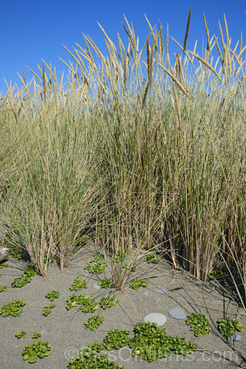 European Marram Grass or European Beach Grass (<i>Ammophila arenaria</i>), a coastal grass that builds and retains sand dunes due to the way it traps sand around the base of the foliage. Its native range is the coastal. North Atlantic but is has been widely introduced in many areas for dune stabilisation. However, its invasive tendencies have given it a bad reputation for displacing native grasses