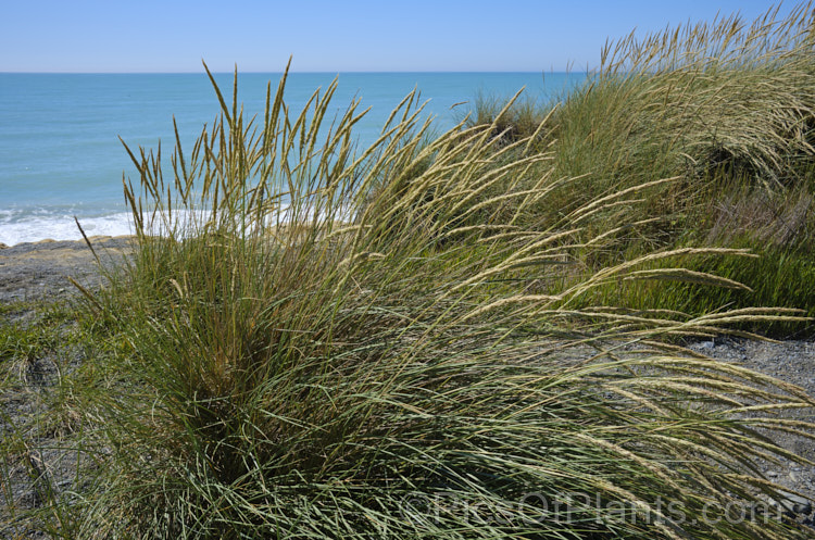 European Marram Grass or European Beach Grass (<i>Ammophila arenaria</i>), a coastal grass that builds and retains sand dunes due to the way it traps sand around the base of the foliage. Its native range is the coastal. North Atlantic but is has been widely introduced in many areas for dune stabilisation. However, its invasive tendencies have given it a bad reputation for displacing native grasses