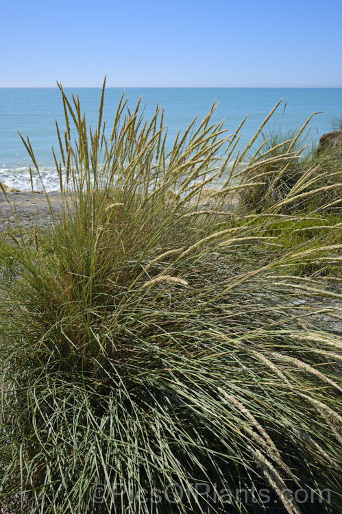 European Marram Grass or European Beach Grass (<i>Ammophila arenaria</i>), a coastal grass that builds and retains sand dunes due to the way it traps sand around the base of the foliage. Its native range is the coastal. North Atlantic but is has been widely introduced in many areas for dune stabilisation. However, its invasive tendencies have given it a bad reputation for displacing native grasses