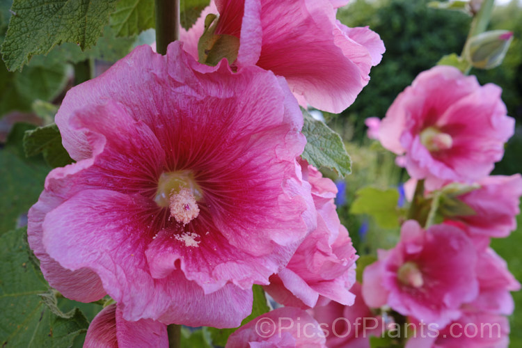 Hollyhock (<i>Alcea rosea [syn. Althaea rosea]), a western Asian biennial or perennial to 3m tall. There are many garden forms