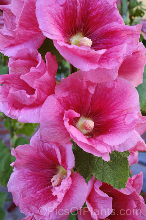 Hollyhock (<i>Alcea rosea [syn. Althaea rosea]), a western Asian biennial or perennial to 3m tall. There are many garden forms