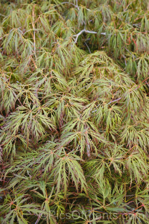 Filigree-leafed Japanese Maple (<i>Acer palmatum</i> 'Dissectum'), an attractive shrubby Japanese Maple cultivar that has brilliantly coloured autumn foliage, but which is prone to windburn. Order Sapindales, Family: Sapindaceae