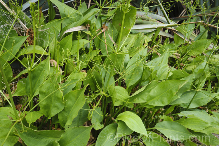 Water Plantain (<i>Alisma plantago-aquatica</i>), a marginal aquatic or semi-aquatic perennial found in the northern temperate zones and eastern Australia. Naturalised in other areas, it is sometimes considered a local weed. Small lilac flower on tall heads open in summer