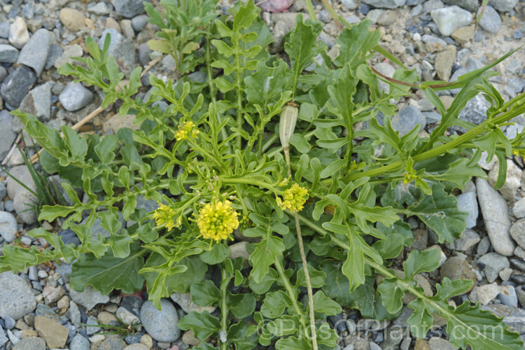 Winter Cress (<i>Barbarea vulgaris</i>), a spring-flowering biennial found naturally over much of Europe and Asia, and now widely naturalised elsewhere. It tends to be a weed of waste ground or rough-mown turf. Over the years it has had a range of medicinal and culinary uses, though it may be mildly toxic. This has given rise to a range of common names, including rocketcress, yellow rocket cress, wound rocket, herb barbara, winter rocket and common witch