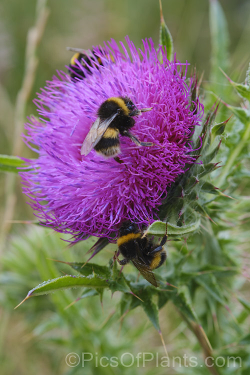 Bumble bees on the flowerhead of a Nodding Thistle or Musk Thistle (<i>Carduus nutans</i>), a biennial thistle native to Eurasia but now a widespread weed in many temperate and subtropical areas of both hemispheres. It can grow to as much as 15m tall, is spiny all-over and the flowerheads are usually nodding, though they can be held horizontal or semi-erect. Order: Asterales, Family: Asteraceae