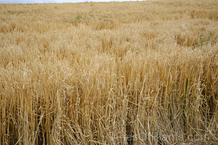 Triticale (<i>X. Triticosecale rimpaui</i>), a hybrid between rye (<i>Secale cereale</i>) and wheat (<i>Triticum aestivum</i>). The grain it produces in more nutritious than wheat, though less well suited to baking, and consequently it has been mainly used as a stock feed grain. Triticale is widely grown as a multi-use crop that can be grazed when young then left to grow for seed production or turned into silage. Order: Poales, Family: Poaceae