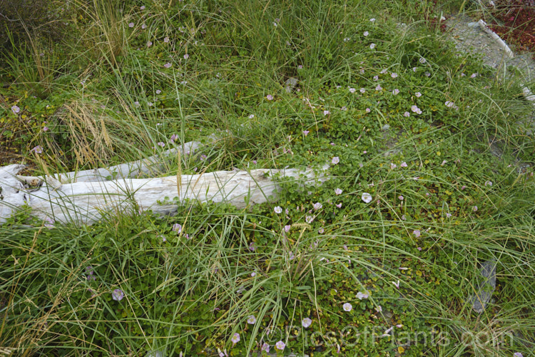 Shore Bindweed, Shore Convolvulus or Shore Morning Glory (<i>Calystegia soldanella [syn. Convolvulus soldanella]), a small, creeping, carpeting, summer-flowering perennial vine that occurs in coastal regions in temperate regions of both hemispheres