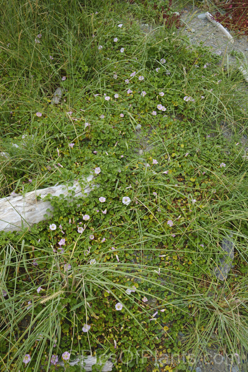 Shore Bindweed, Shore Convolvulus or Shore Morning Glory (<i>Calystegia soldanella [syn. Convolvulus soldanella]), a small, creeping, carpeting, summer-flowering perennial vine that occurs in coastal regions in temperate regions of both hemispheres