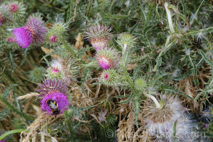 Nodding Thistle or Musk Thistle (<i>Carduus nutans</i>), a biennial thistle native to Eurasia but now a widespread weed in many temperate and subtropical areas of both hemispheres. It can grow to as much as 15m tall, is spiny all-over and the flowerheads are usually nodding, though they can be held horizontal or semi-erect Order: Asterales, Family: Asteraceae