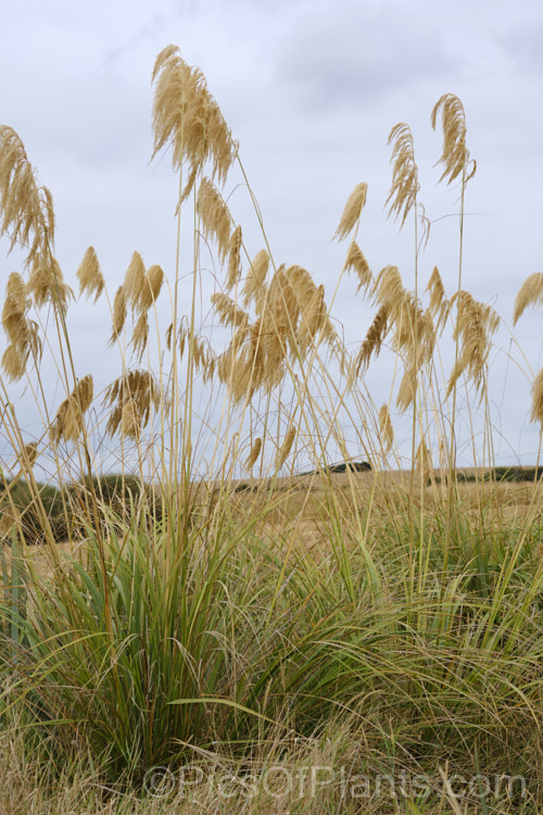 Toe. Toe (<i>Austroderia richardii [syn. Cortaderia richardii]), a 2-3m tall grass native to New Zealand It is superficially similar to the South American pampas grass (<i>Cortaderia selloana</i>) but has narrower leaves and less densely packed flower plumes