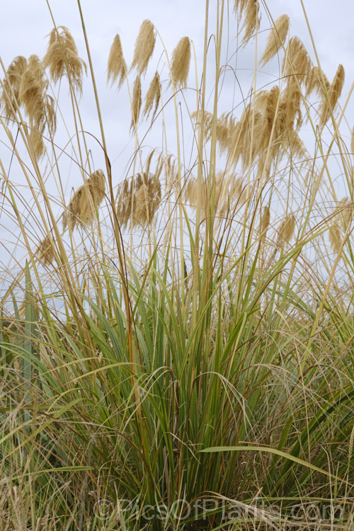 Toe. Toe (<i>Austroderia richardii [syn. Cortaderia richardii]), a 2-3m tall grass native to New Zealand It is superficially similar to the South American pampas grass (<i>Cortaderia selloana</i>) but has narrower leaves and less densely packed flower plumes