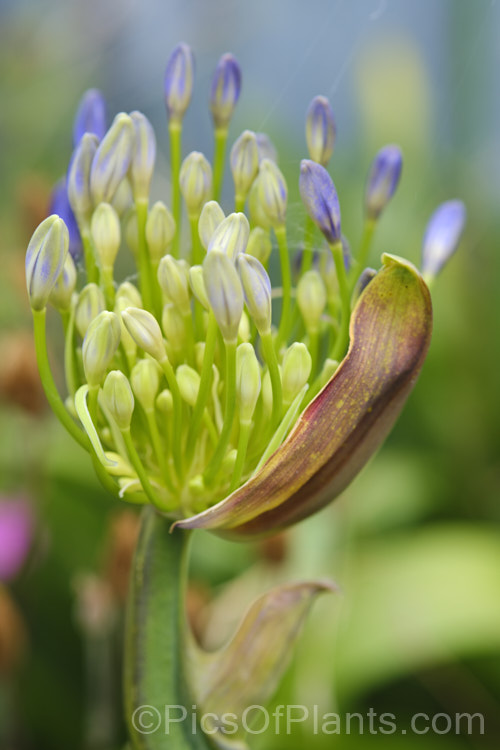 The opening flowerhead of a Blue African. Lily or Lily of the Nile (<i>Agapanthus africanus</i>), a rhizomatous perennial that, despite one of its common names, is a native of South Africa. It colonises freely in suitable climates and is near-evergreen. Order: Asparagales, Family: Amaryllidaceae