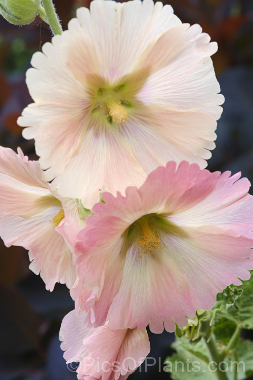 Hollyhock (<i>Alcea rosea [syn. Althaea rosea]), a western Asian biennial or short-lived perennial to 3m tall. There are many garden forms